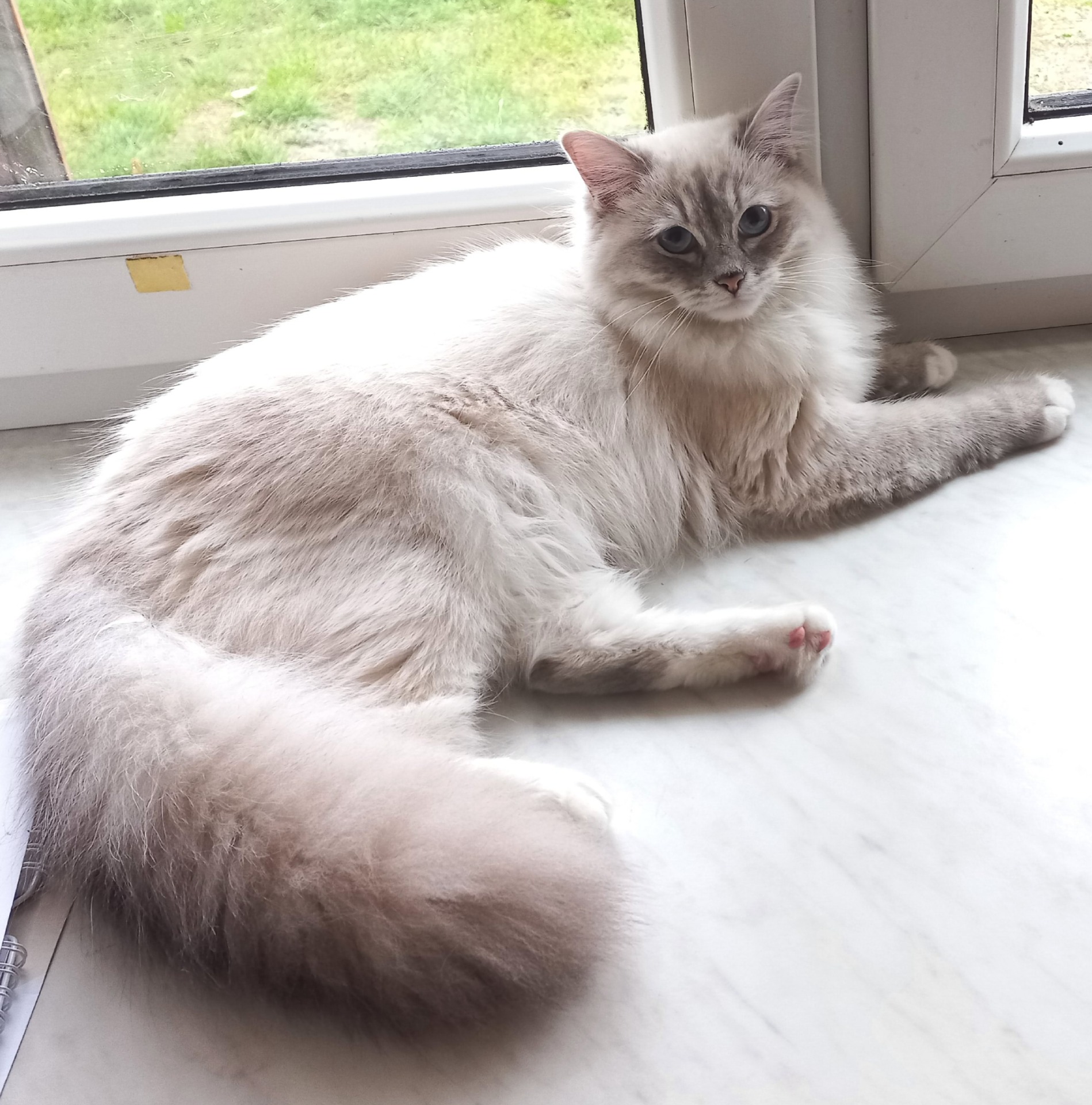 Unsere Angel liebt es aus dem Fenster zu schauen 